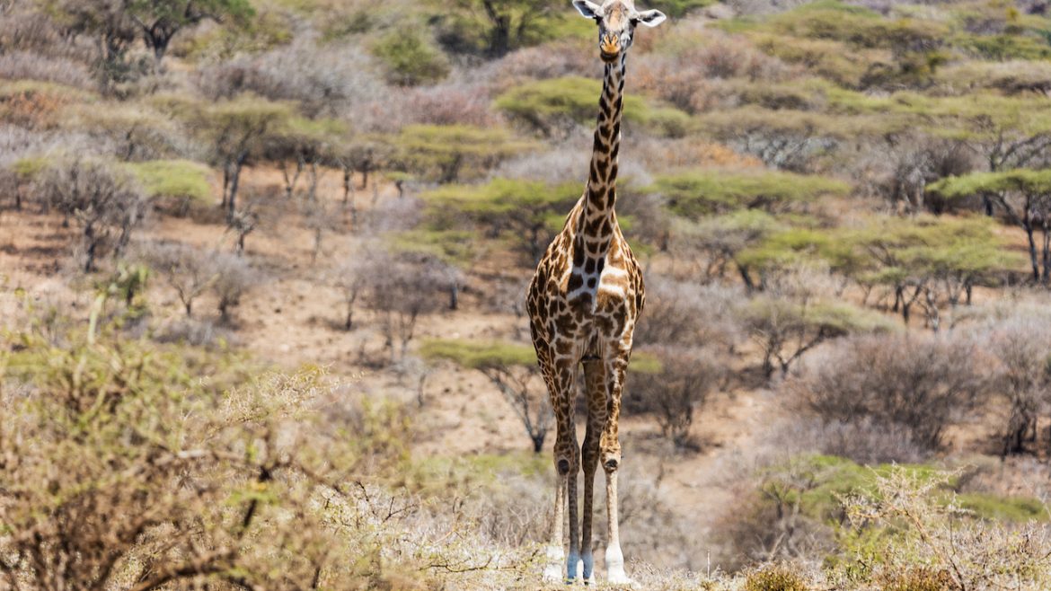 De elegante giraf